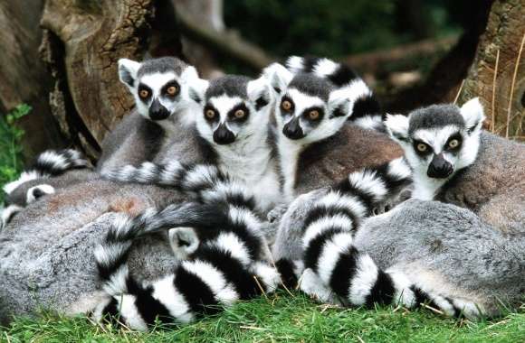 Lemurs faminy wallpapers hd quality