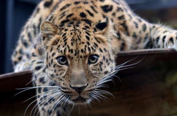 Leopard Ready To Attack wallpapers hd quality
