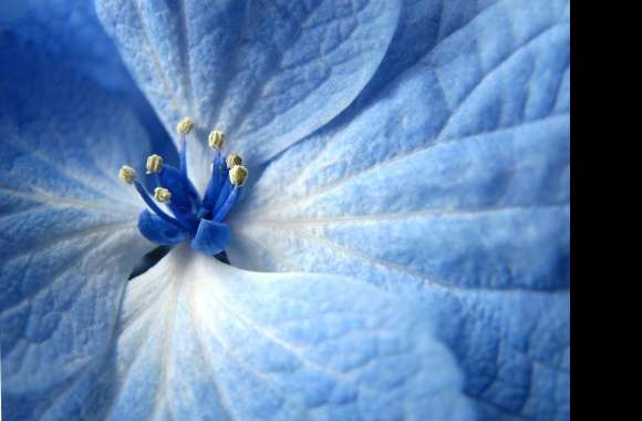 Light blue flower