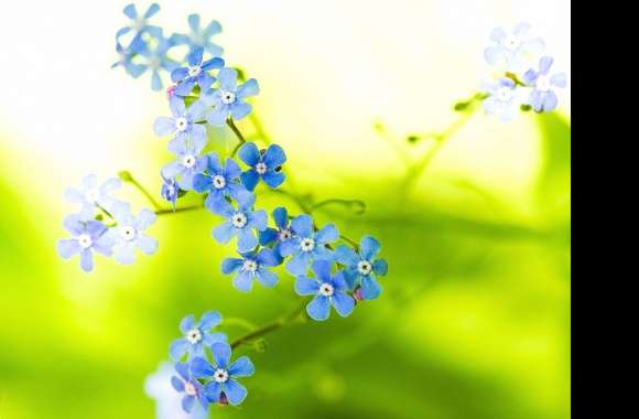 Light blue flowers wallpapers hd quality