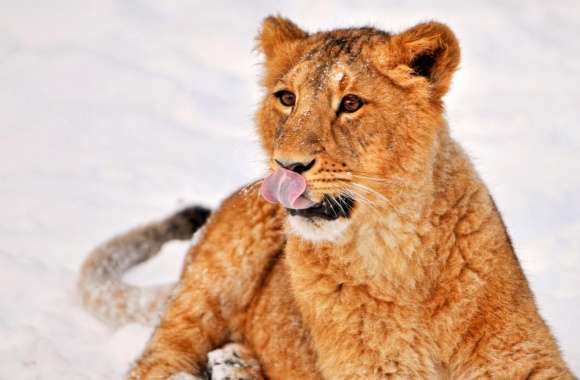 Lion Cub In Snow