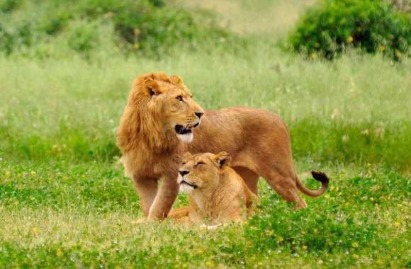 Lion Pair wallpapers hd quality