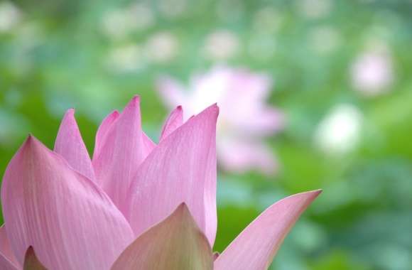 Lotus Flower Close-up