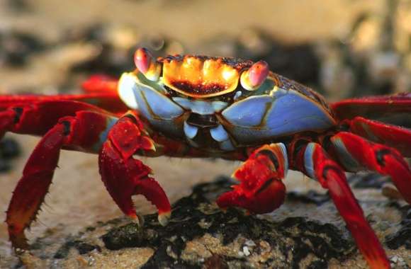 Macro crab