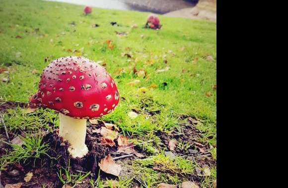 Magical mushroom