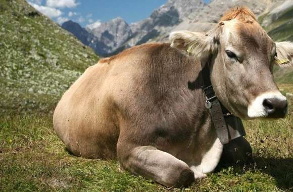 Mountain cow brown