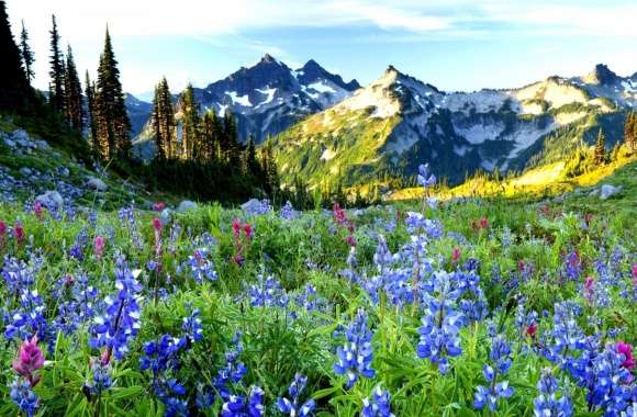 Mountains Flowers wallpapers hd quality
