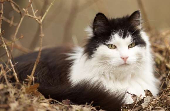 Norwegian Forest Cat wallpapers hd quality