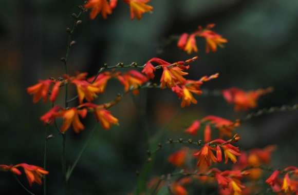 Orange Flowers, California