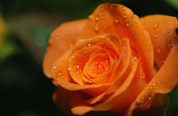 Orange Rose Bud
