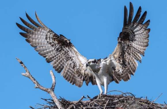 Osprey Bird Nest