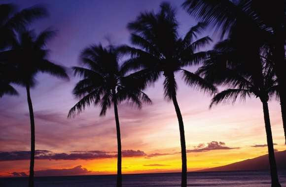Palm Trees, Sunset