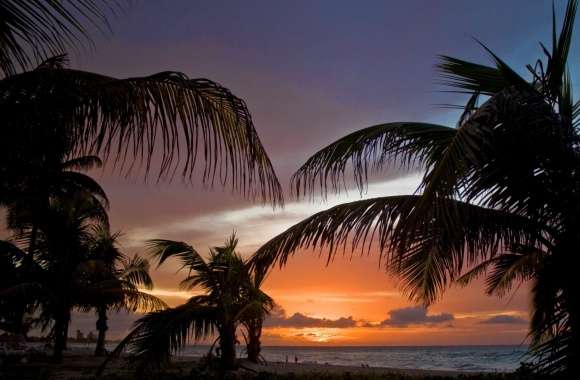 Palm Trees On The Beach Sunset