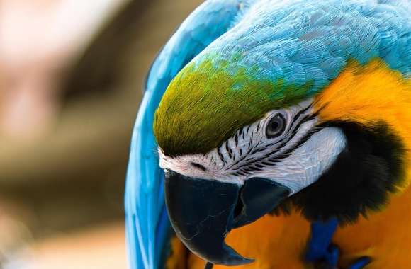 Parrot Ara Ararauna wallpapers hd quality