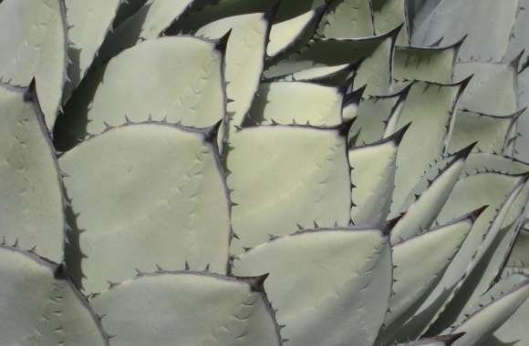 Parrys Agave wallpapers hd quality