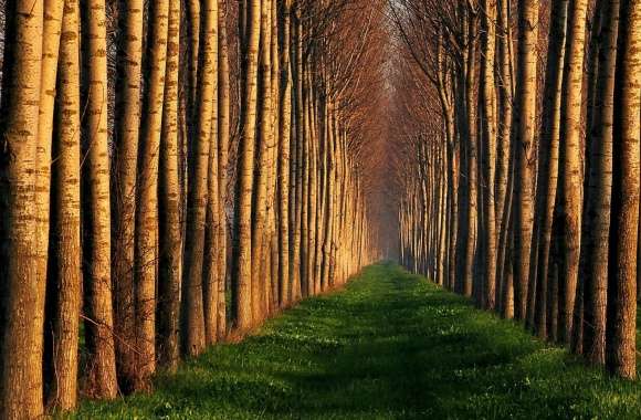 Path Lined With Trees wallpapers hd quality