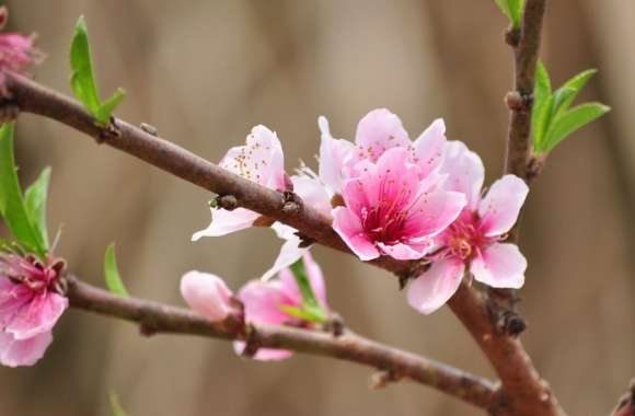 Peach Flowers wallpapers hd quality