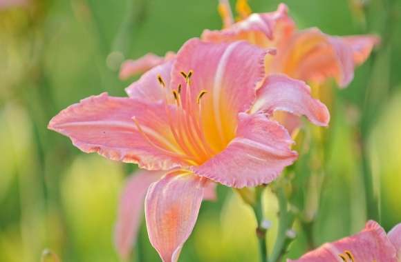 Pink Lily Green Background