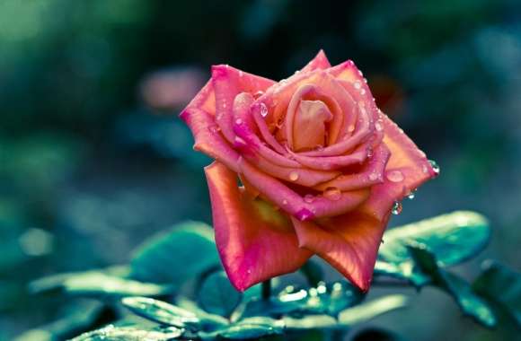 Pink Rose After Rain wallpapers hd quality