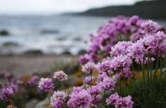 Pink Small Flowers On The Beach