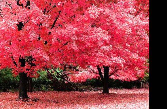 Pink tree wallpapers hd quality