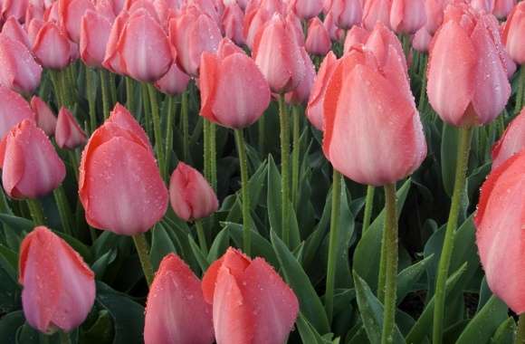 Pink Tulips Cultivation wallpapers hd quality