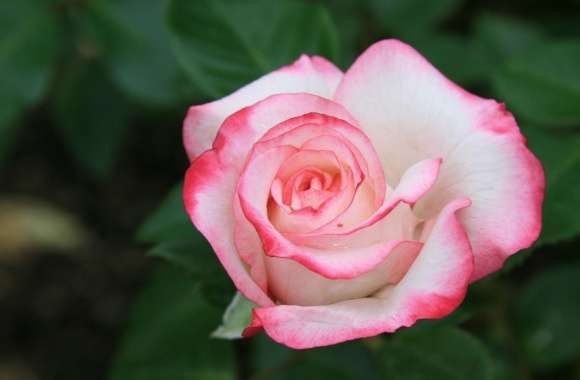 Pink White Rose