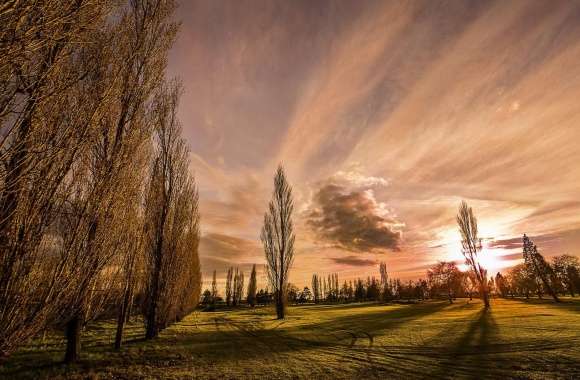 Poplars In The Sunset wallpapers hd quality