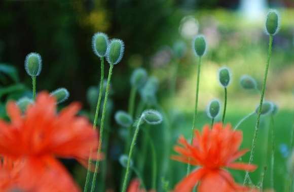 Poppies Flowers