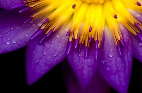 Purple And Yellow Petals