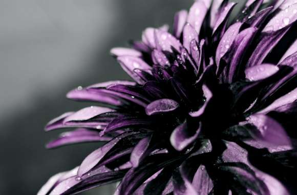 Purple Chrysanthemum Macro