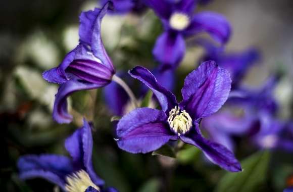 Purple Clematis Flowers