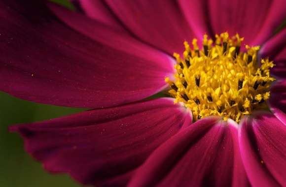 Purple Cosmos Flower