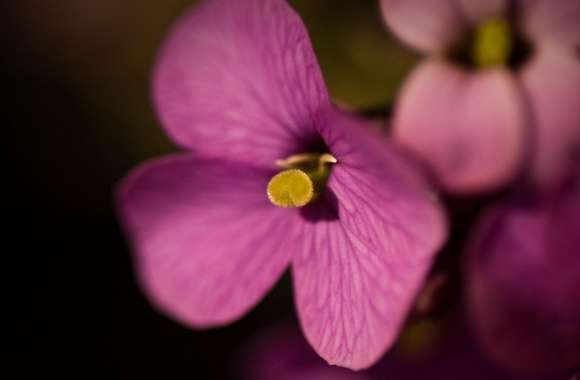 Purple Flowers Macro