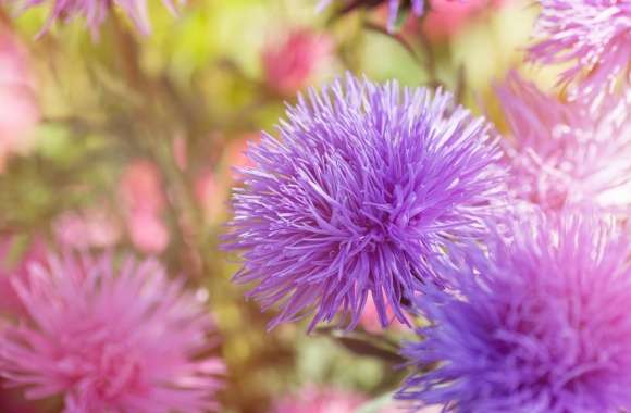 Purple Fluffy Flowers wallpapers hd quality