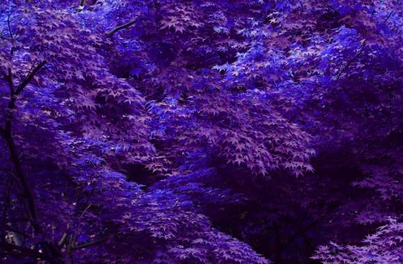 Purple Forest wallpapers hd quality