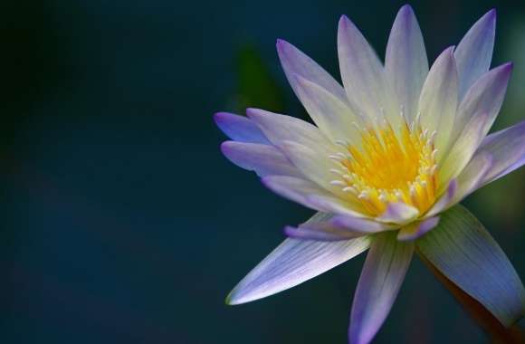 Purple Water Lily from Above