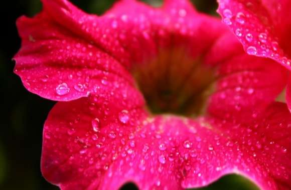 Raindrops on a Flower wallpapers hd quality
