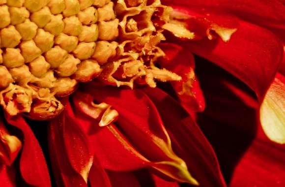 Red Flower Close-up