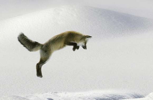 Red Fox Vulpes Fulva Leaping For Vole wallpapers hd quality