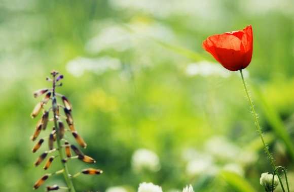 Red Poppy Close Up wallpapers hd quality