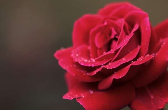Red Rose Flower Macro