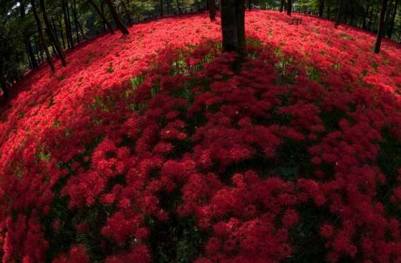 Red Spider Lilies Blooming By Trees