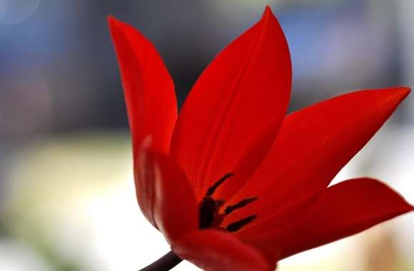 Red Tulip Bokeh