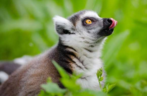 Ring Tailed Lemurs Tongue Out