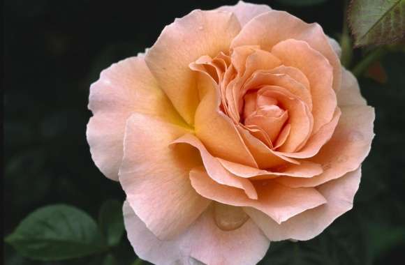 Rose Hybrid Tea Rose