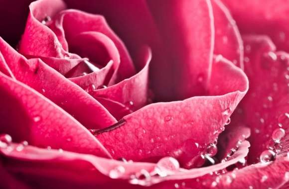 Rose Petals Macro