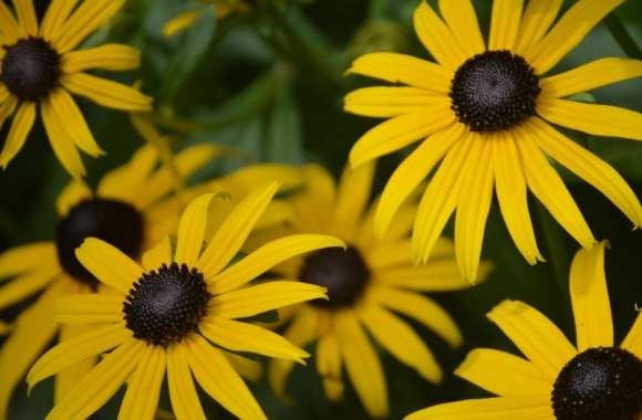 Rudbeckia Hirta wallpapers hd quality