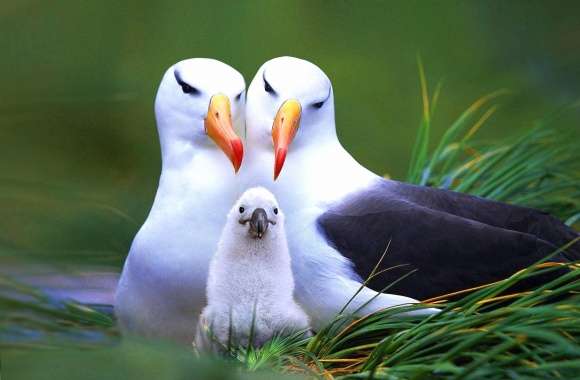 Seagull family
