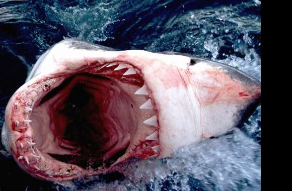Shark open mouth